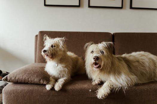 Two fluffy dogs relaxing comfortably on a brown sofa in a cozy indoor setting.