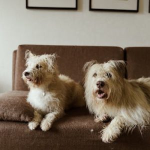 Two fluffy dogs relaxing comfortably on a brown sofa in a cozy indoor setting.